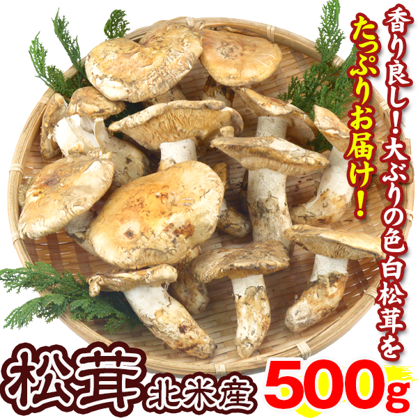 松茸 約500g 北米産 冷蔵便 送料無料 食品