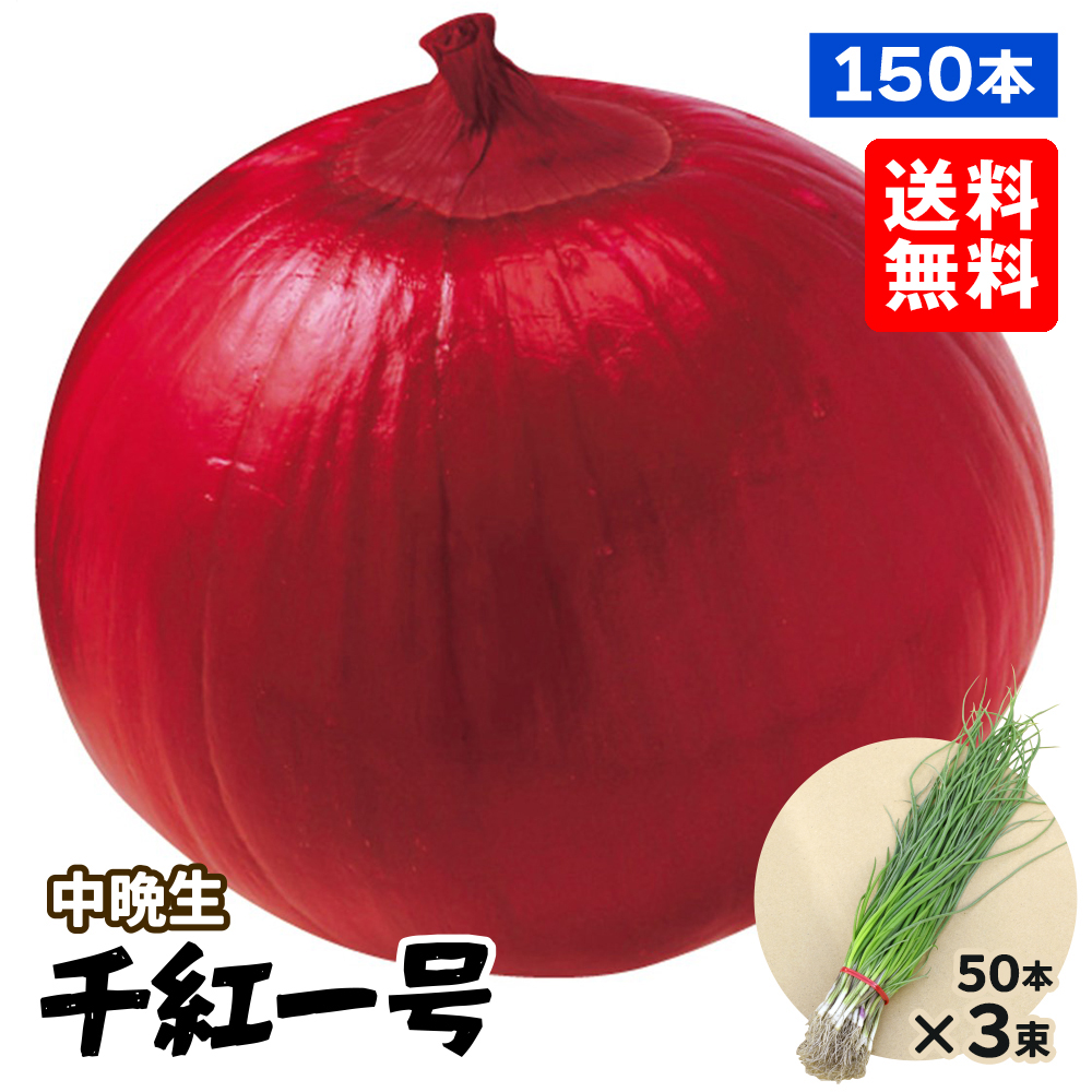 玉ねぎ苗（中晩生）千紅一号 150本 送料無料