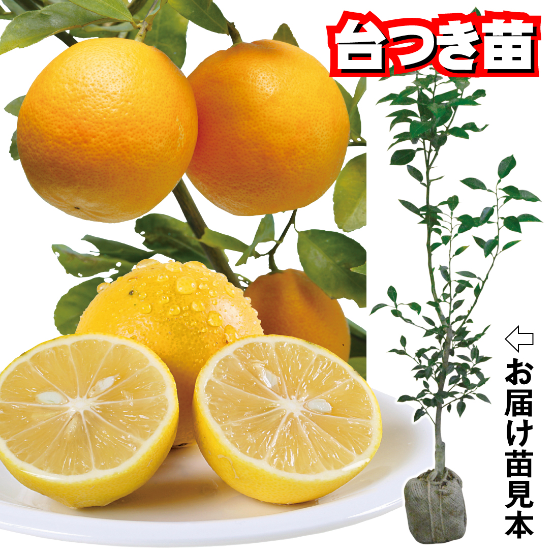 果樹苗 台つきカンキツ レモン スイートレモネード台つき 1株