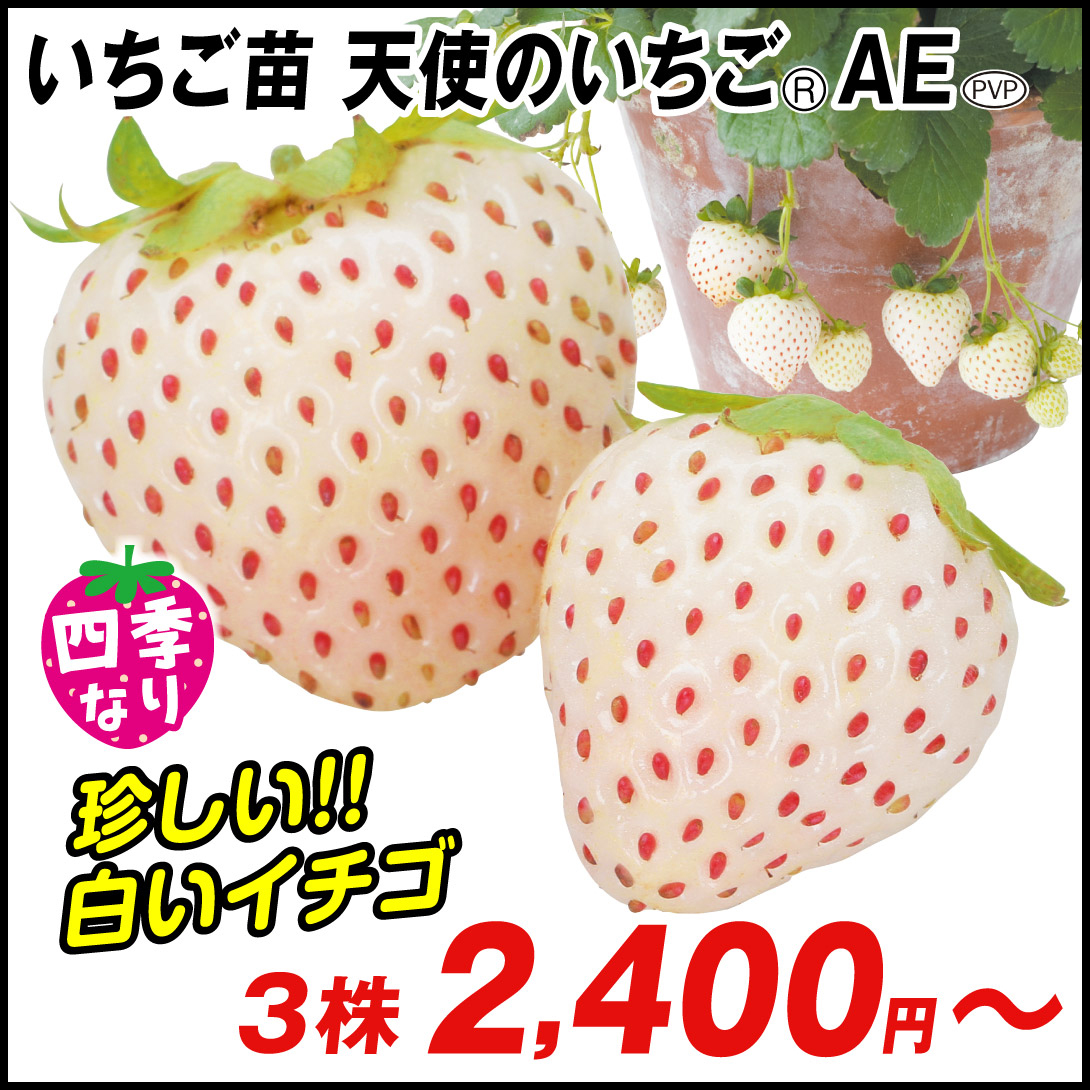 いちご苗 天使のいちごR AE PVP登録品種 (登録名：ももいろほっぺ8号)