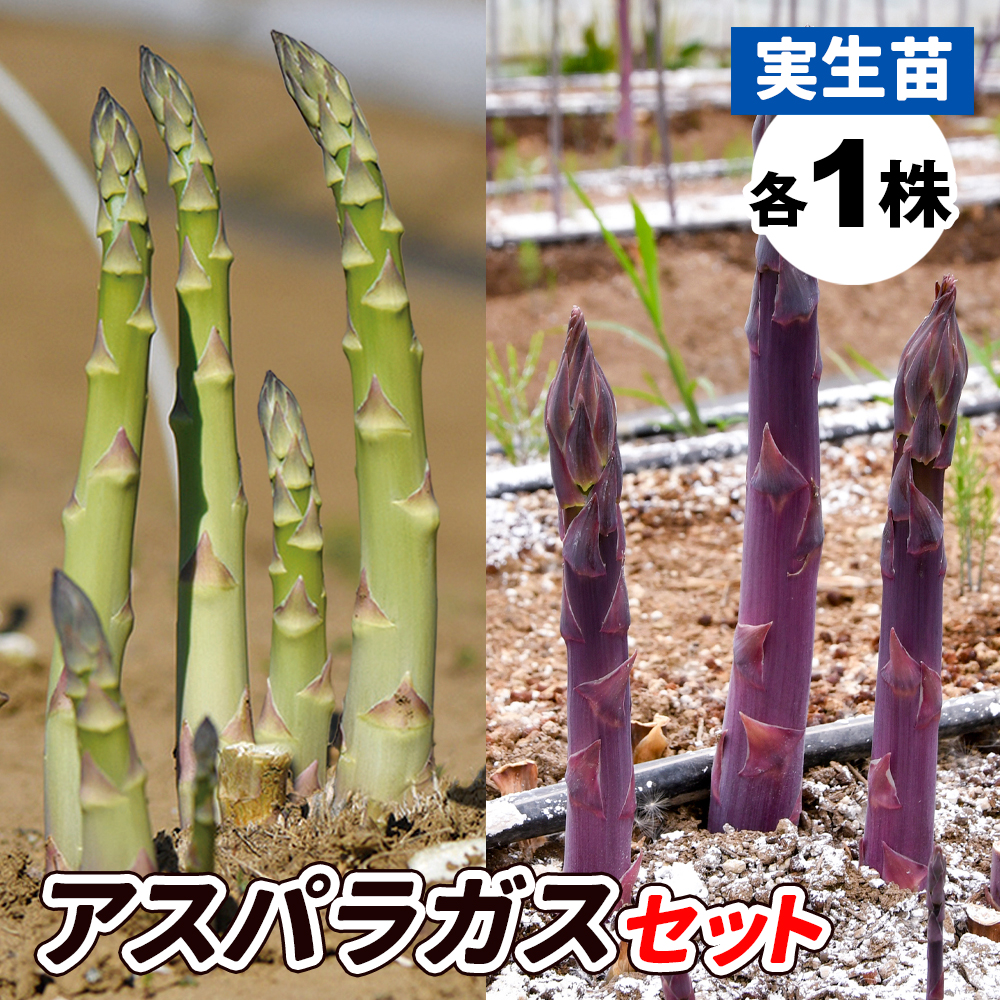 実生野菜苗 アスパラガス アスパラセット 2種2株