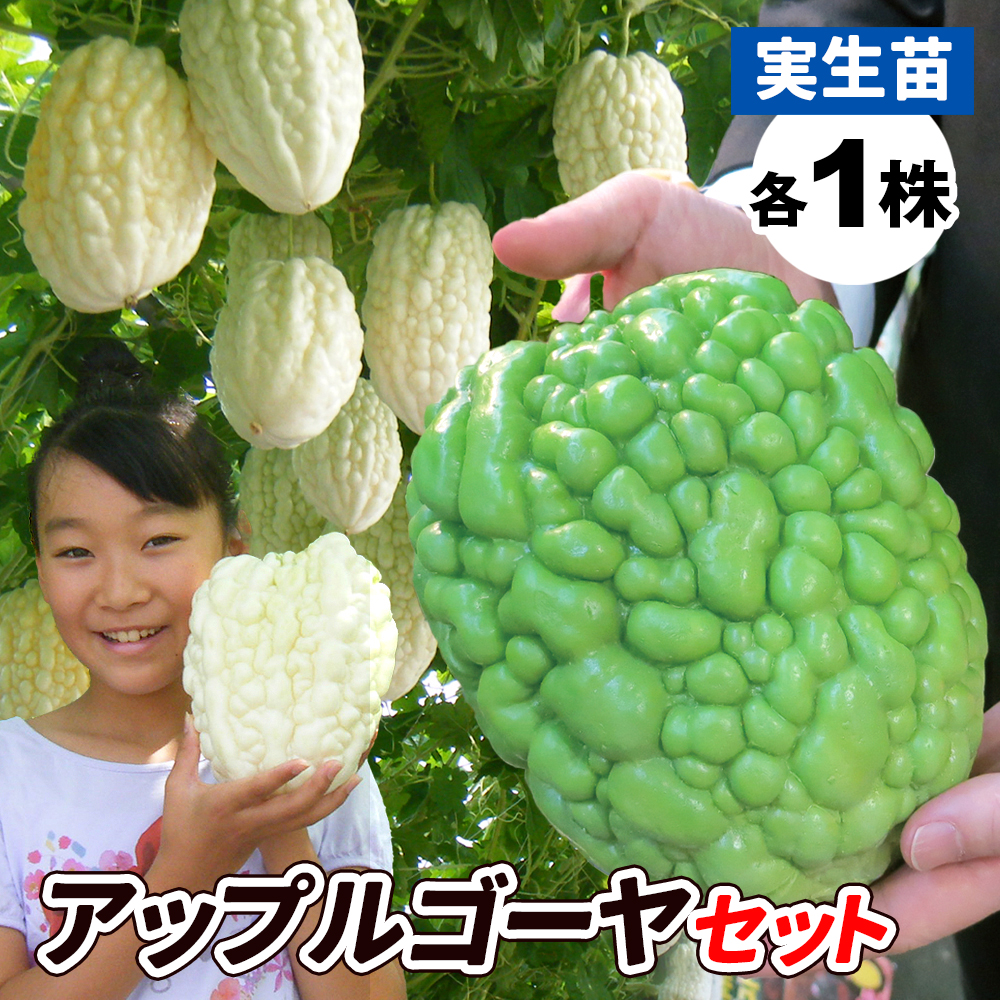 実生野菜苗 ゴーヤ 実生アップルゴーヤセット 2種2株