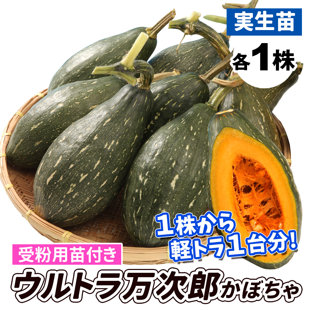 実生野菜苗 カボチャ 実生ウルトラ万次郎＆受粉苗セット 2種2株