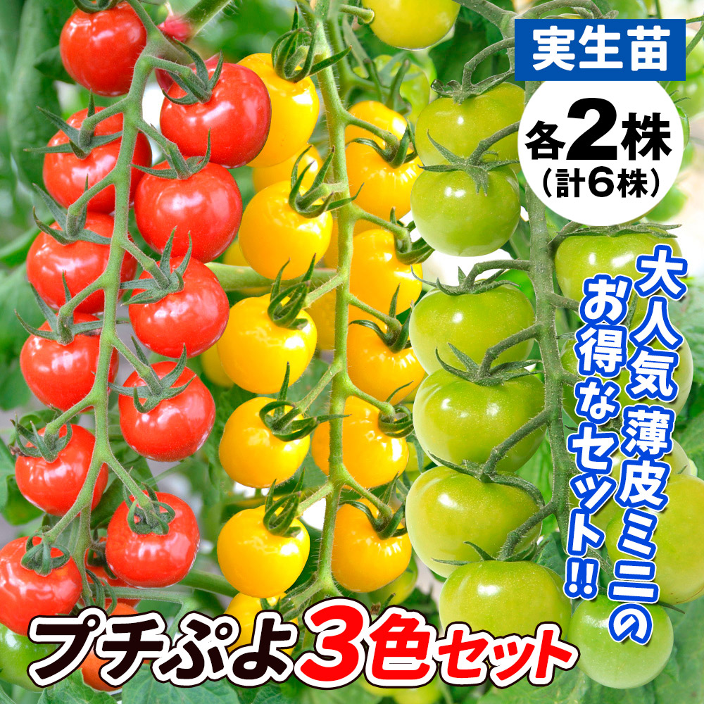 実生野菜苗 ミニトマト 実生プチぷよ3色セット 3種6株