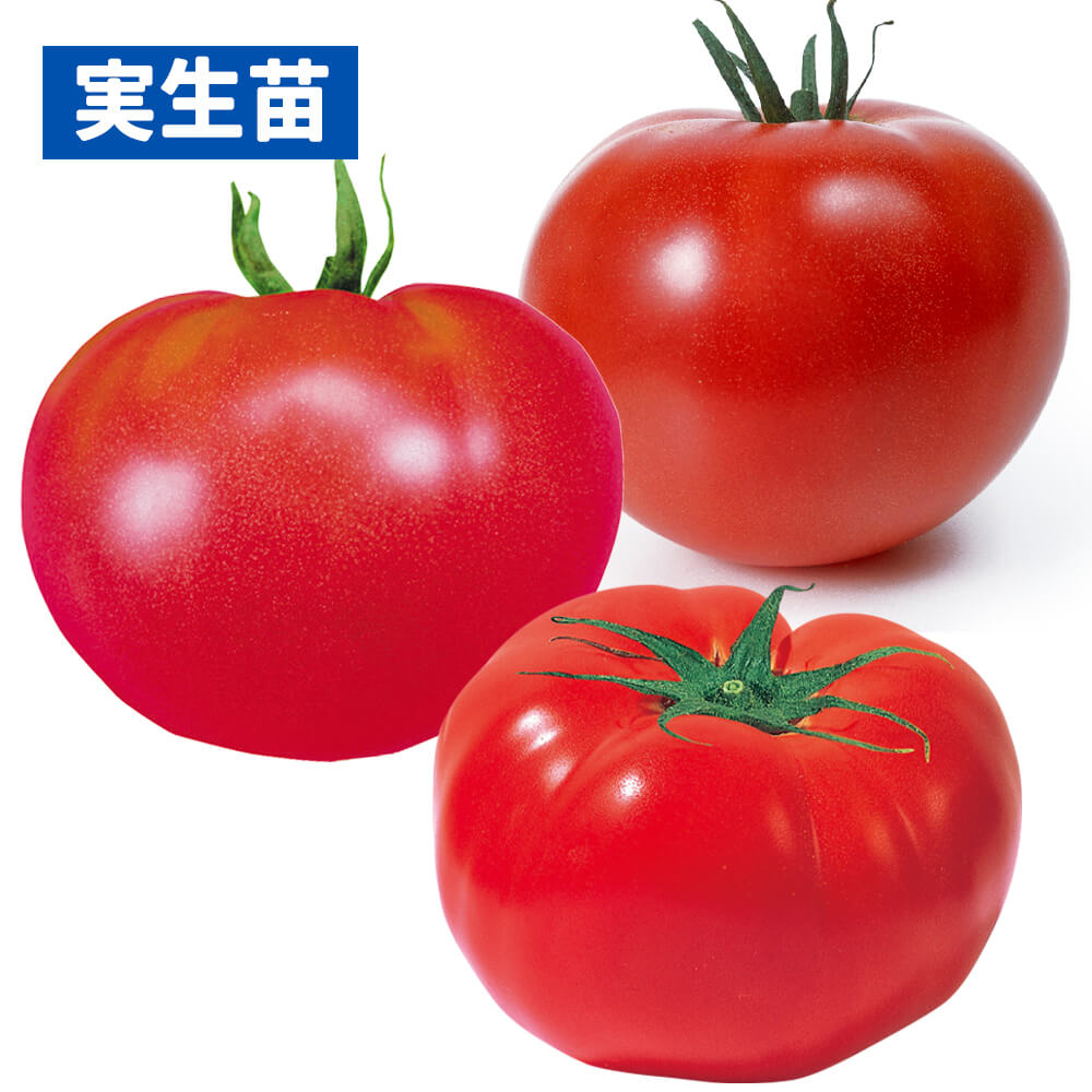 実生野菜苗 トマト 実生お買得大玉トマトセット 3種12株