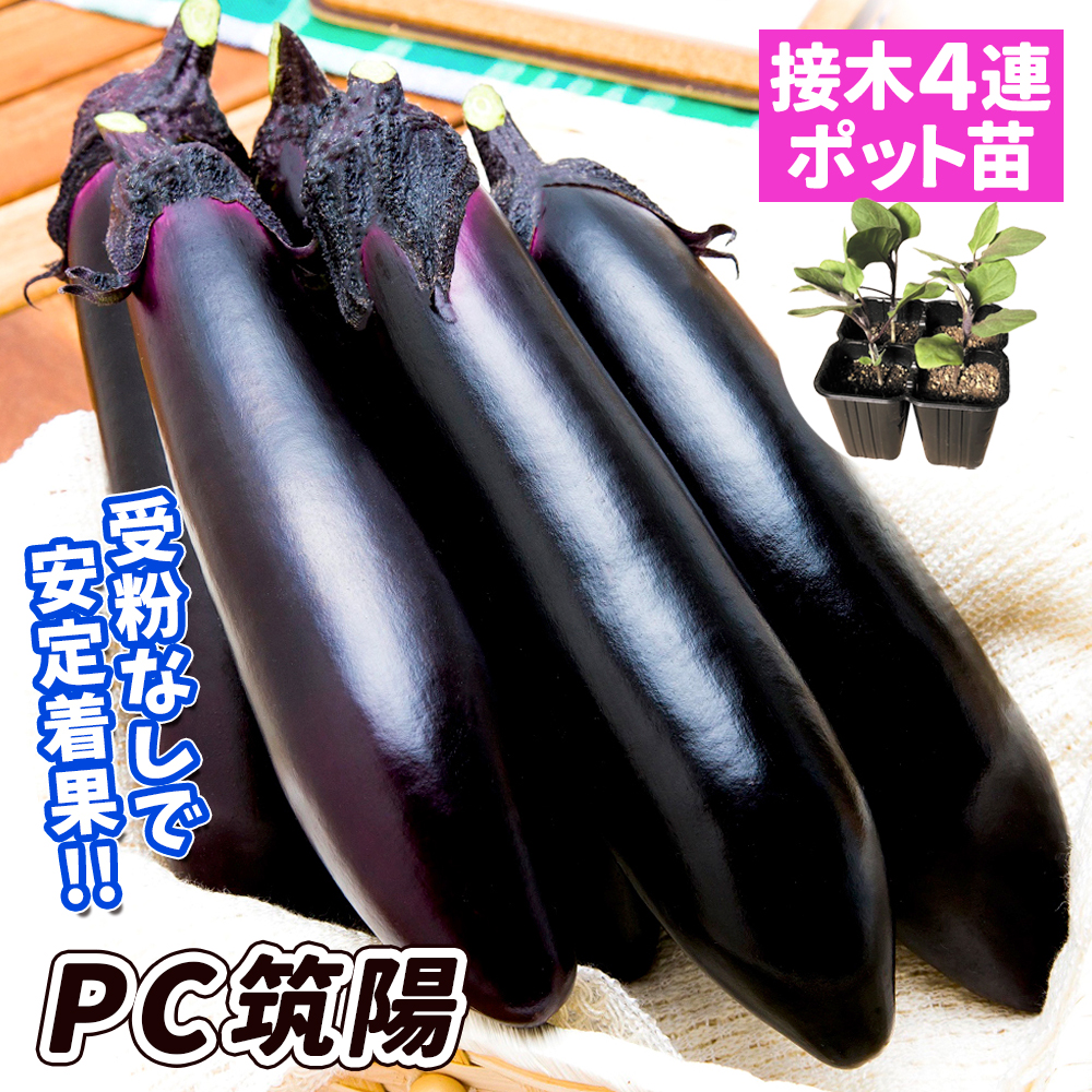 接木4連ポット野菜苗 太長ナス 接木4連F1PC筑陽 4株