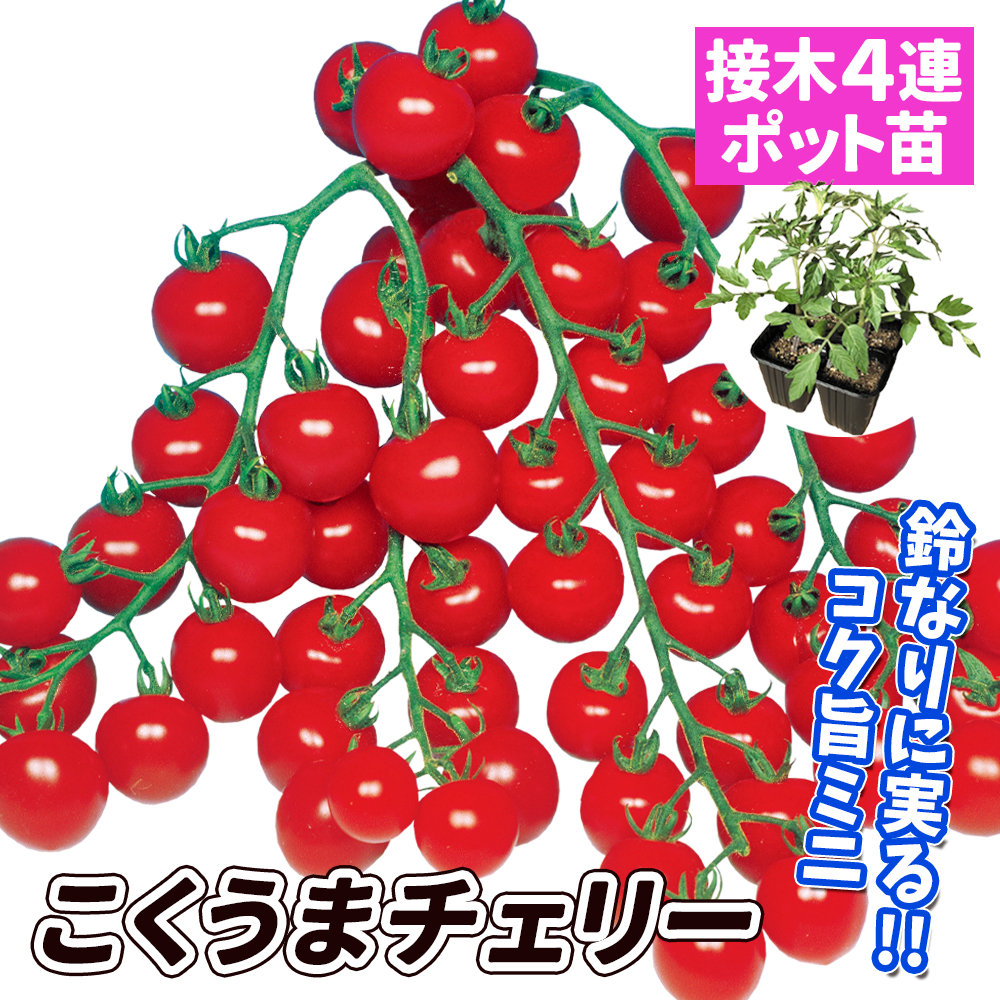 接木4連ポット野菜苗 ミニトマト 接木4連F1こくうまチェリー 4株