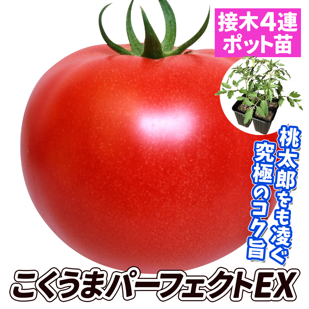 接木4連ポット野菜苗 大玉トマト 接木4連F1こくうまパーフェクトEX 4株