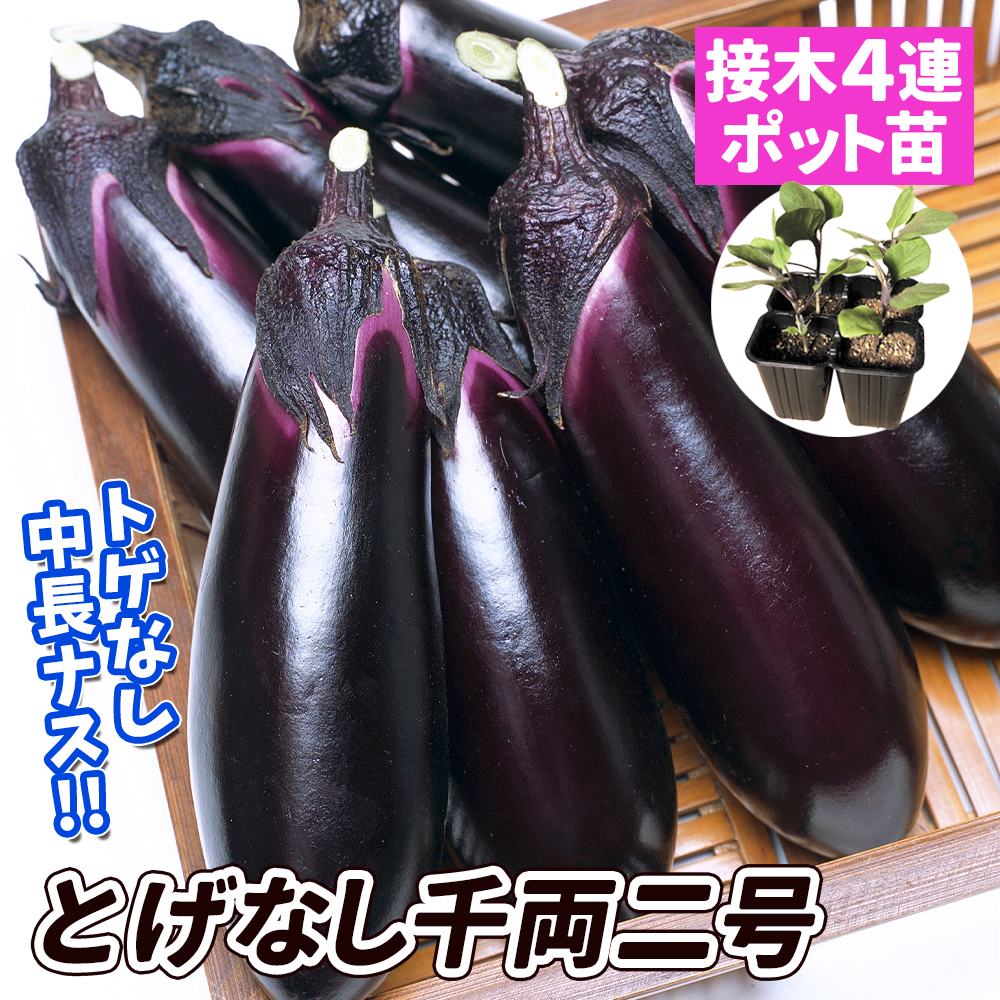 接木4連ポット野菜苗 中長ナス 接木4連F1とげなし千両二号（農林水産省登録品種 登録名：とげなし湘南1号） 4株