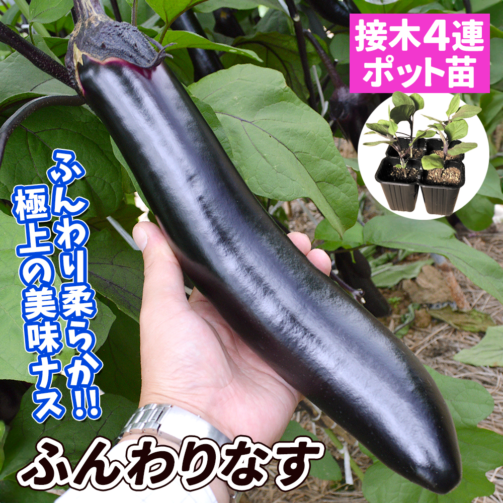 接木4連ポット野菜苗 大長ナス 接木4連F1ふんわりなす 4株