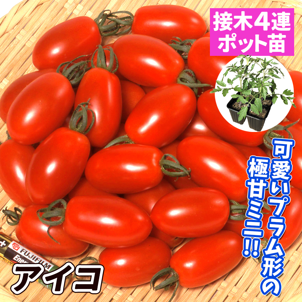 接木4連ポット野菜苗 ミニトマト 接木4連F1アイコ 4株