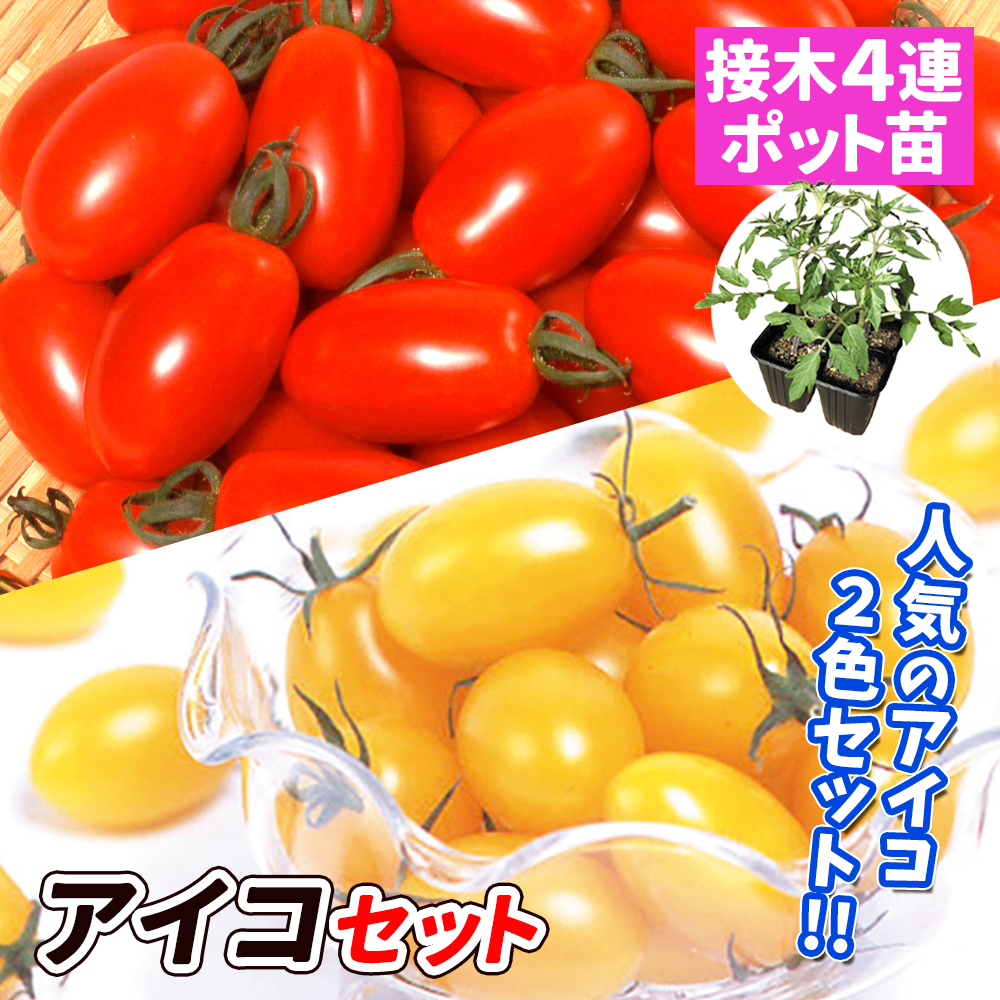接木4連ポット野菜苗 接木4連アイコセット 2種8株（送料無料）