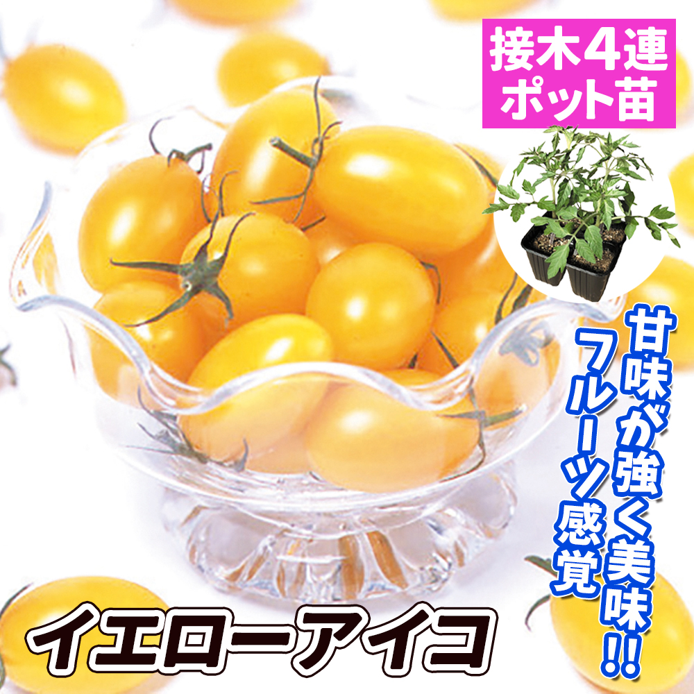 接木4連ポット野菜苗 ミニトマト 接木4連F1イエローアイコ 4株