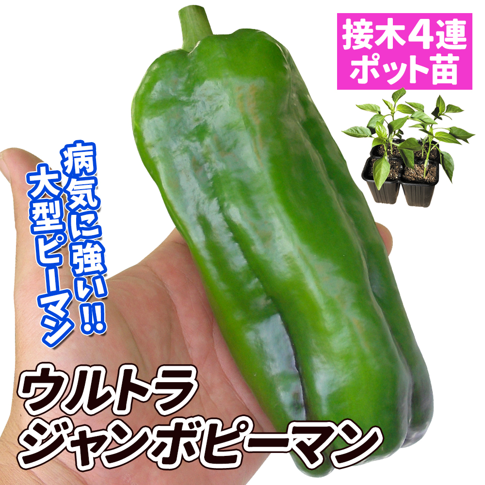接木4連ポット野菜苗 ピーマン 接木4連F1ウルトラジャンボ 4株