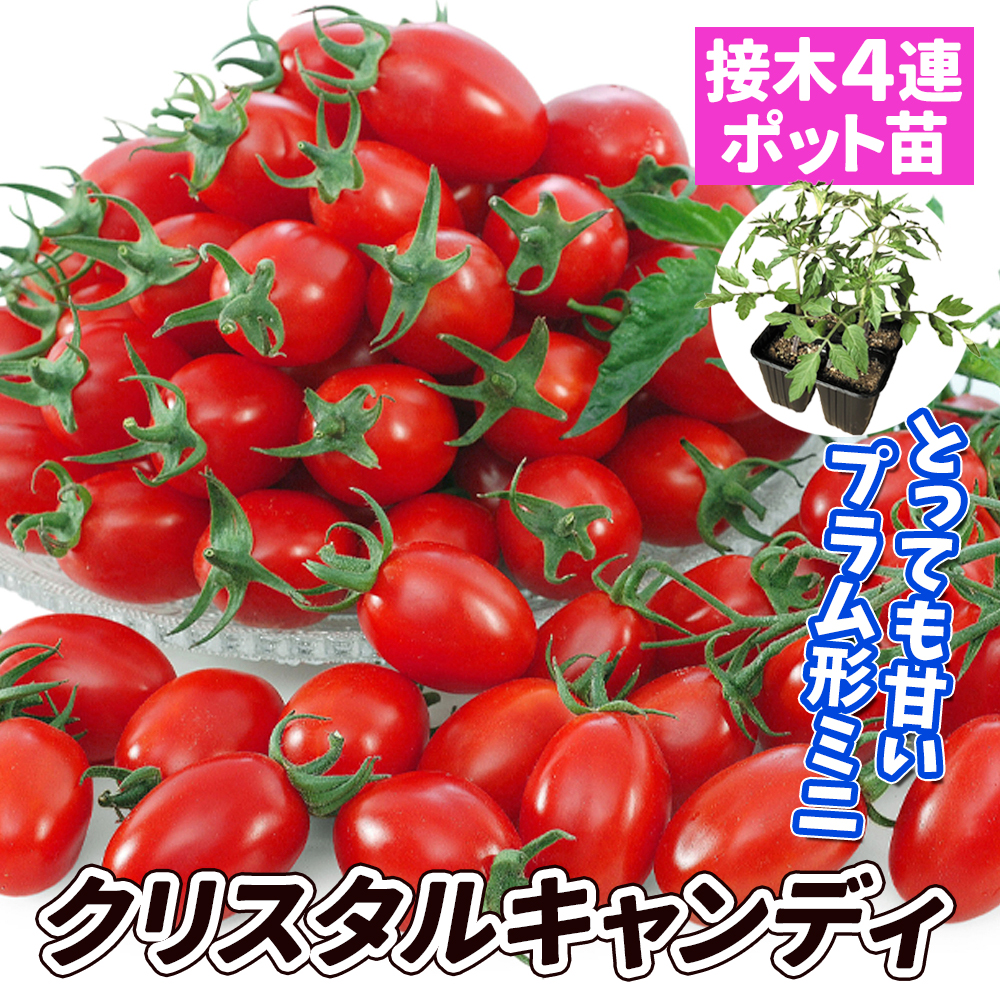 接木4連ポット野菜苗 ミニトマト 接木4連F1クリスタルキャンディ 4株