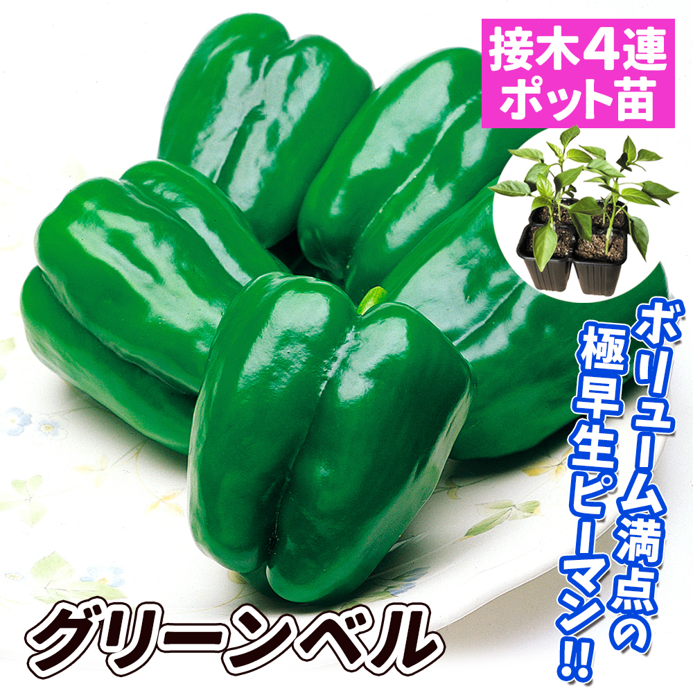 接木4連ポット野菜苗 ピーマン 接木4連F1グリーンベル 4株