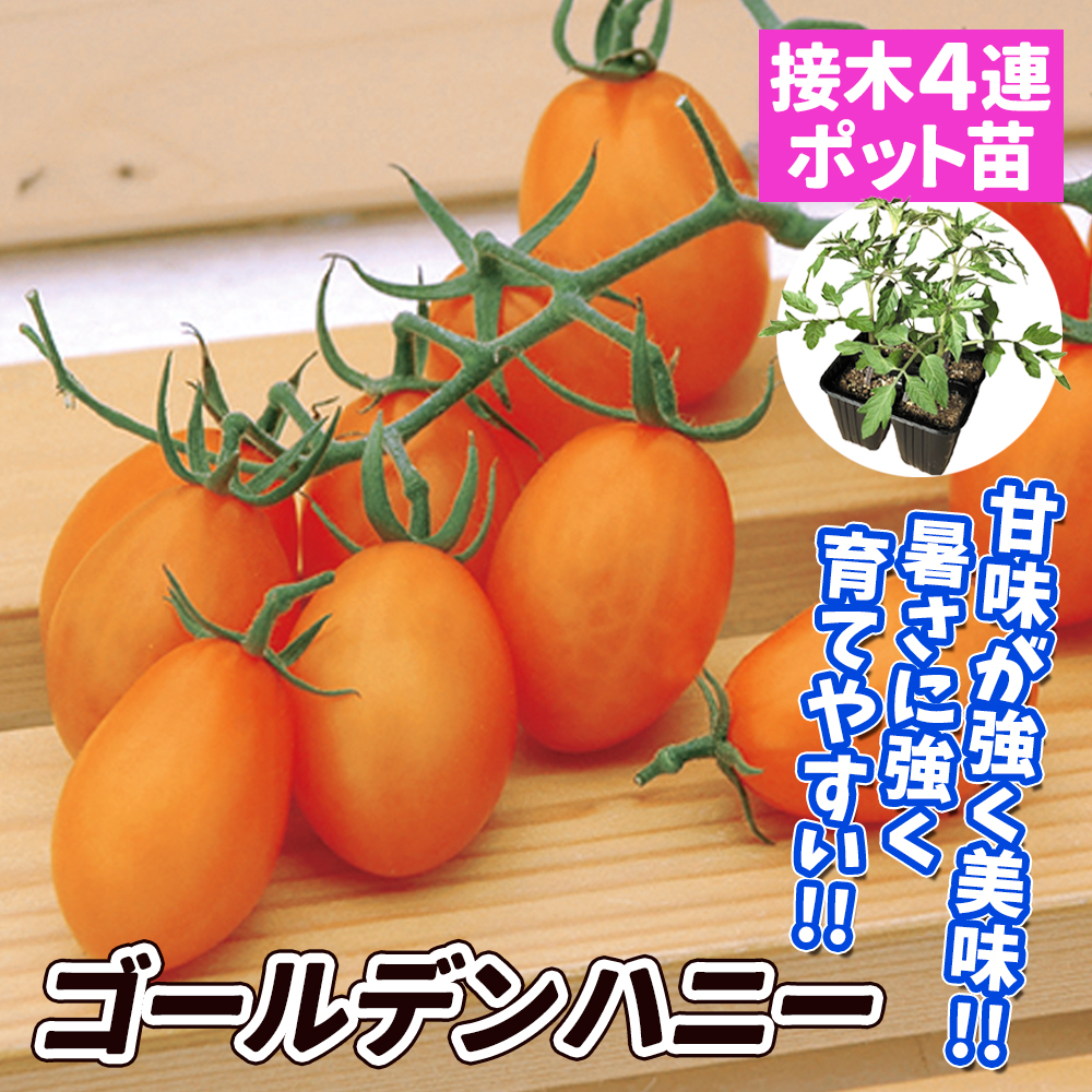 接木4連ポット野菜苗 ミニトマト 接木4連F1ゴールデンハニー 4株