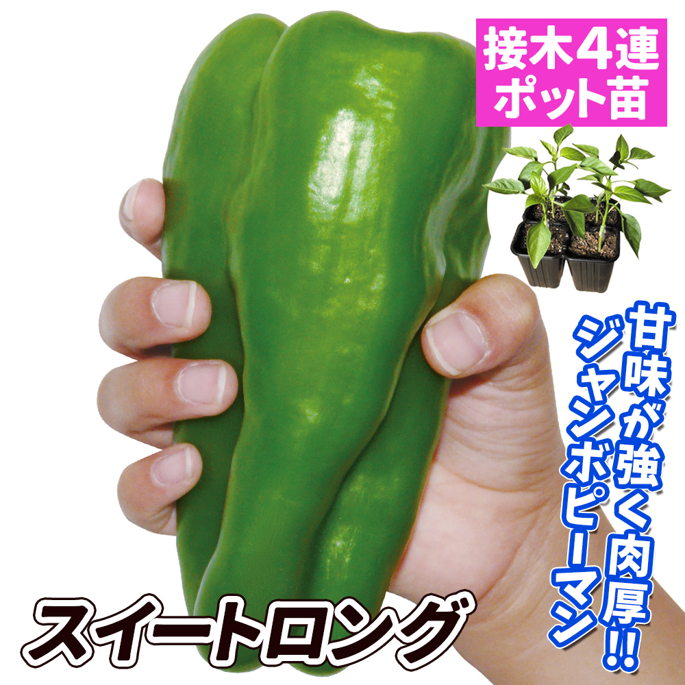 接木4連ポット野菜苗 ピーマン 接木4連F1スイートロング 4株
