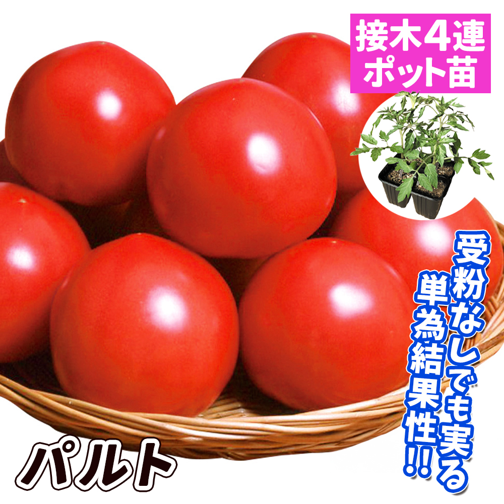 接木4連ポット野菜苗 大玉トマト 接木4連F1パルトPVP（農林水産省登録品種 登録名：SAKTOM011） 4株