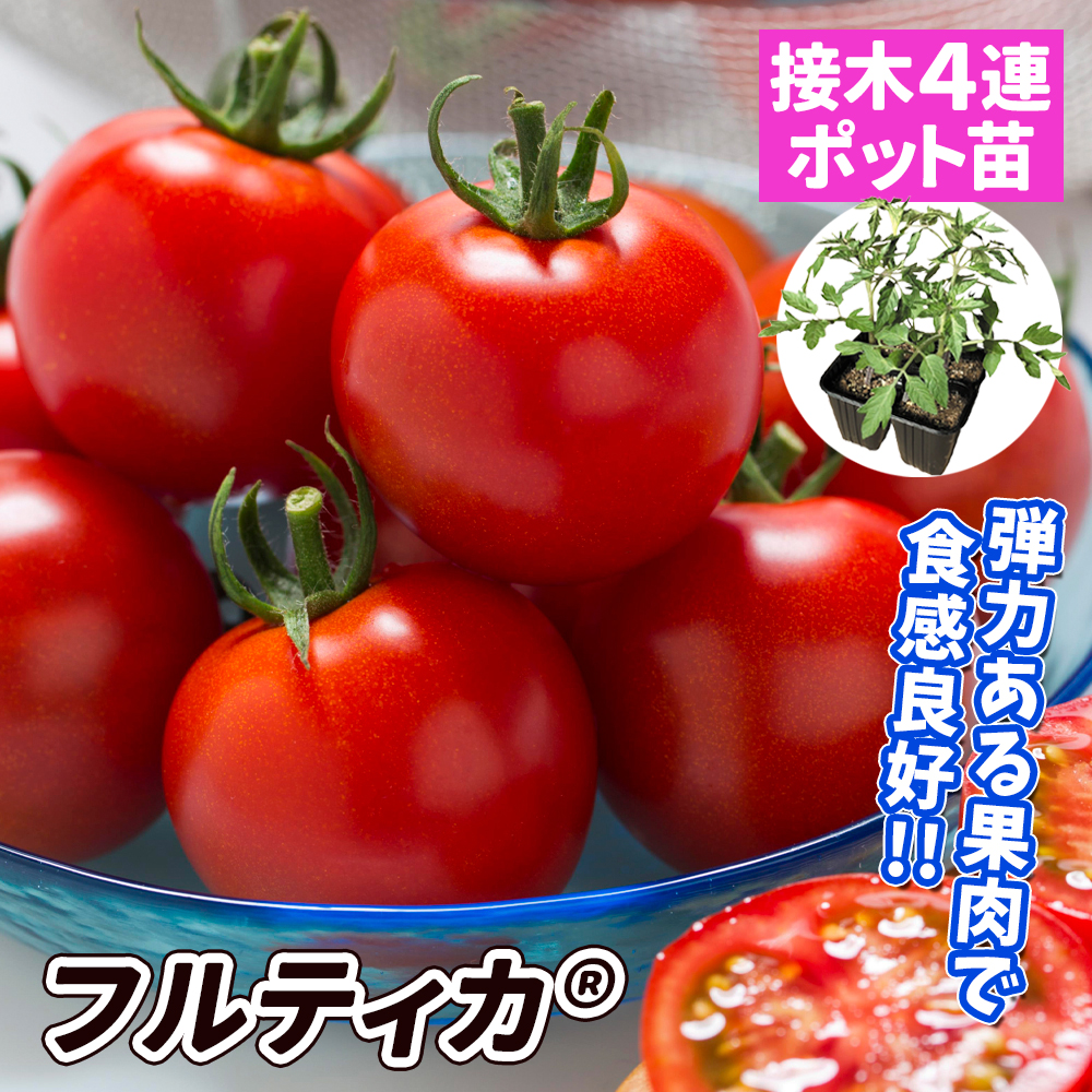 接木4連ポット野菜苗 中玉トマト 接木4連F1フルティカR（農林水産省登録品種 登録名：タキイミディ195） 4株