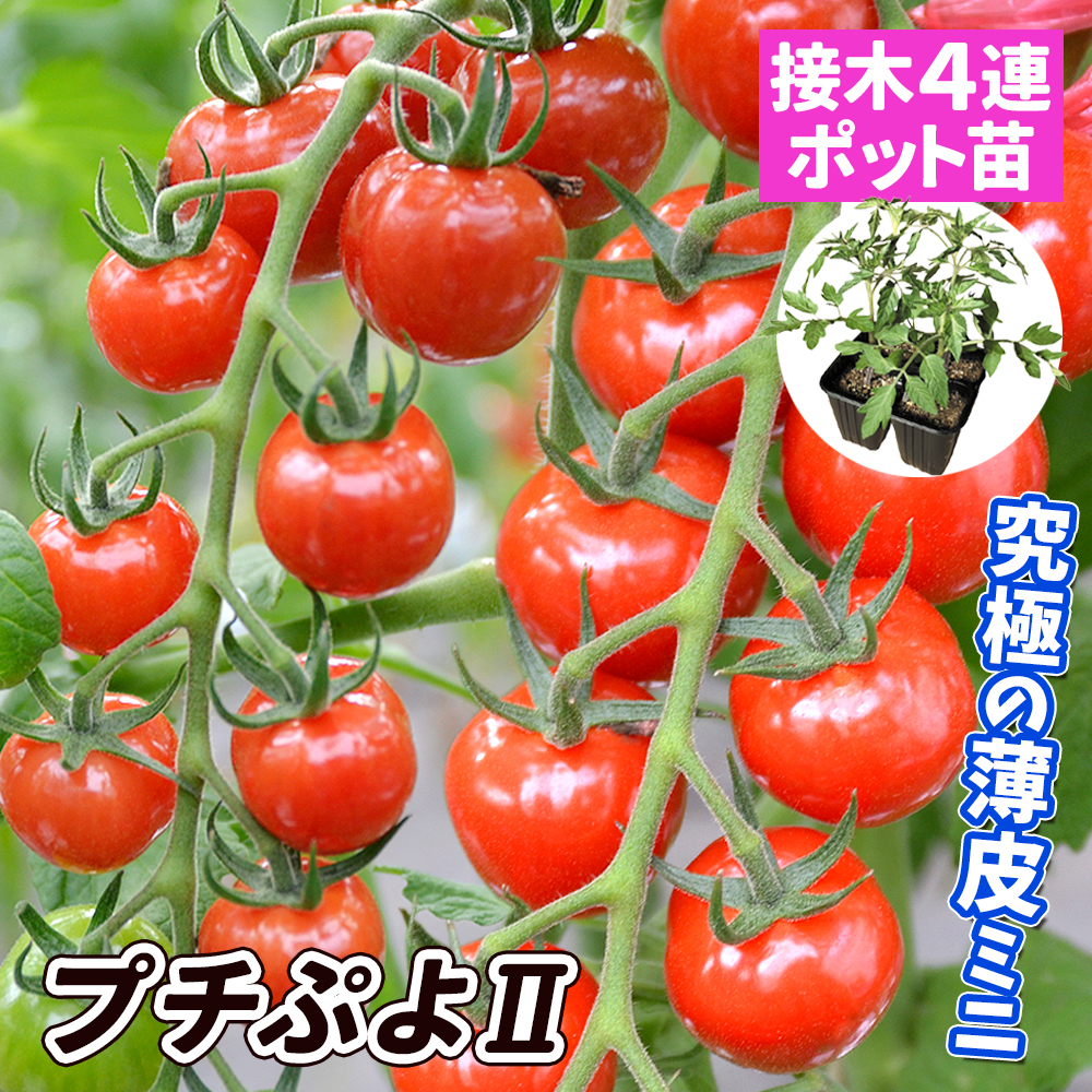 接木4連ポット野菜苗 ミニトマト 接木4連F1ＣＦプチぷよⅡ 4株