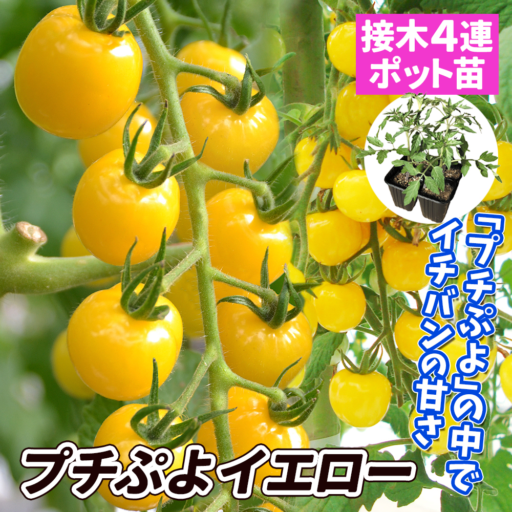 接木4連ポット野菜苗 ミニトマト 接木4連F1ＣＦプチぷよ イエロー 4株