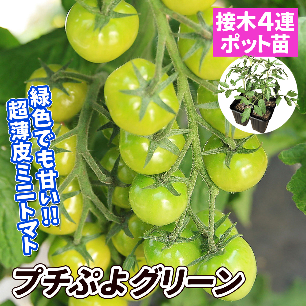 接木4連ポット野菜苗 トマト 接木4連F1ＣＦプチぷよグリーン 4株