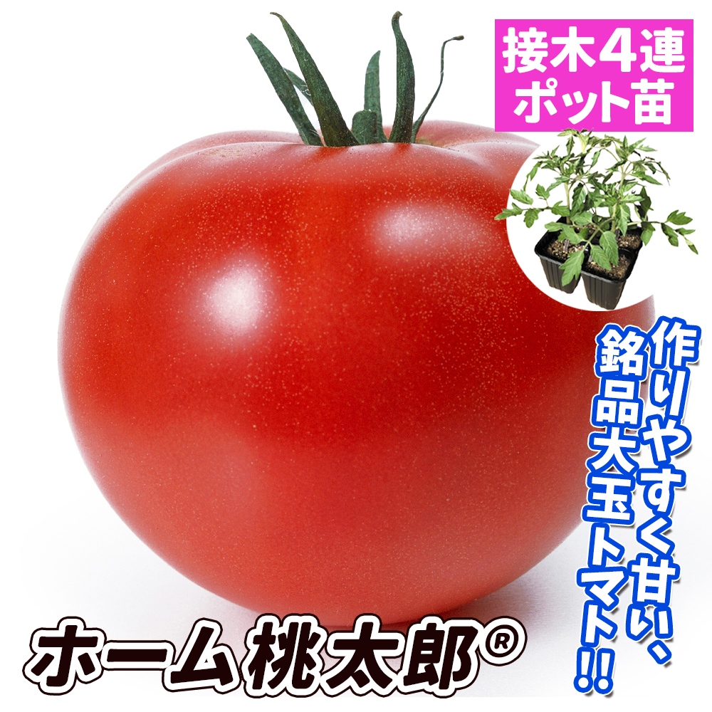 接木4連ポット野菜苗 大玉トマト 接木4連F1ホーム桃太郎R 4株