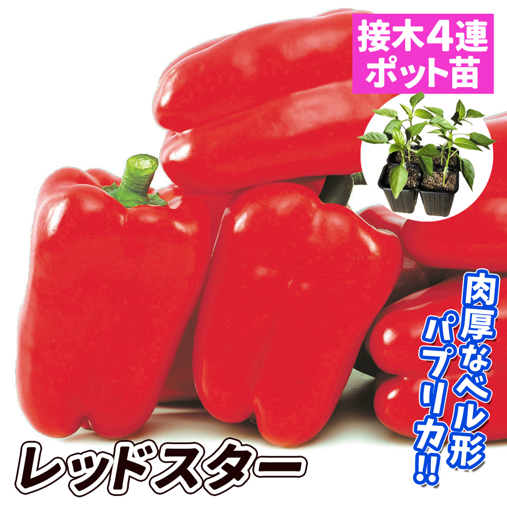 接木4連ポット野菜苗 パプリカ 接木4連F1レッドスター 4株
