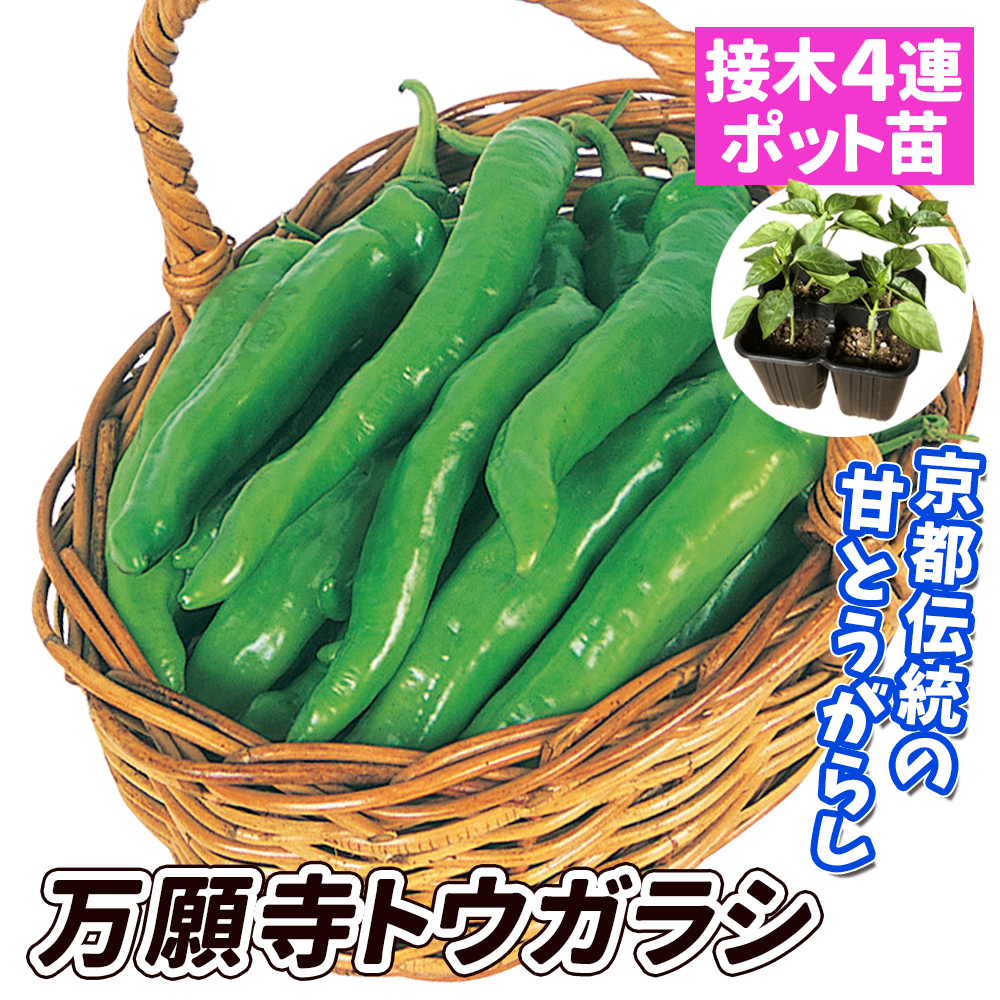 接木4連ポット野菜苗 甘トウガラシ 接木4連万願寺トウガラシ 4株
