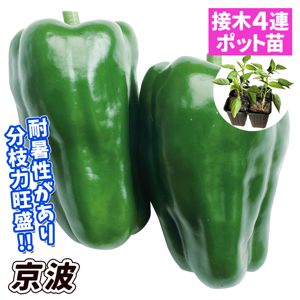 接木4連ポット野菜苗 ピーマン 接木4連F1京波 4株