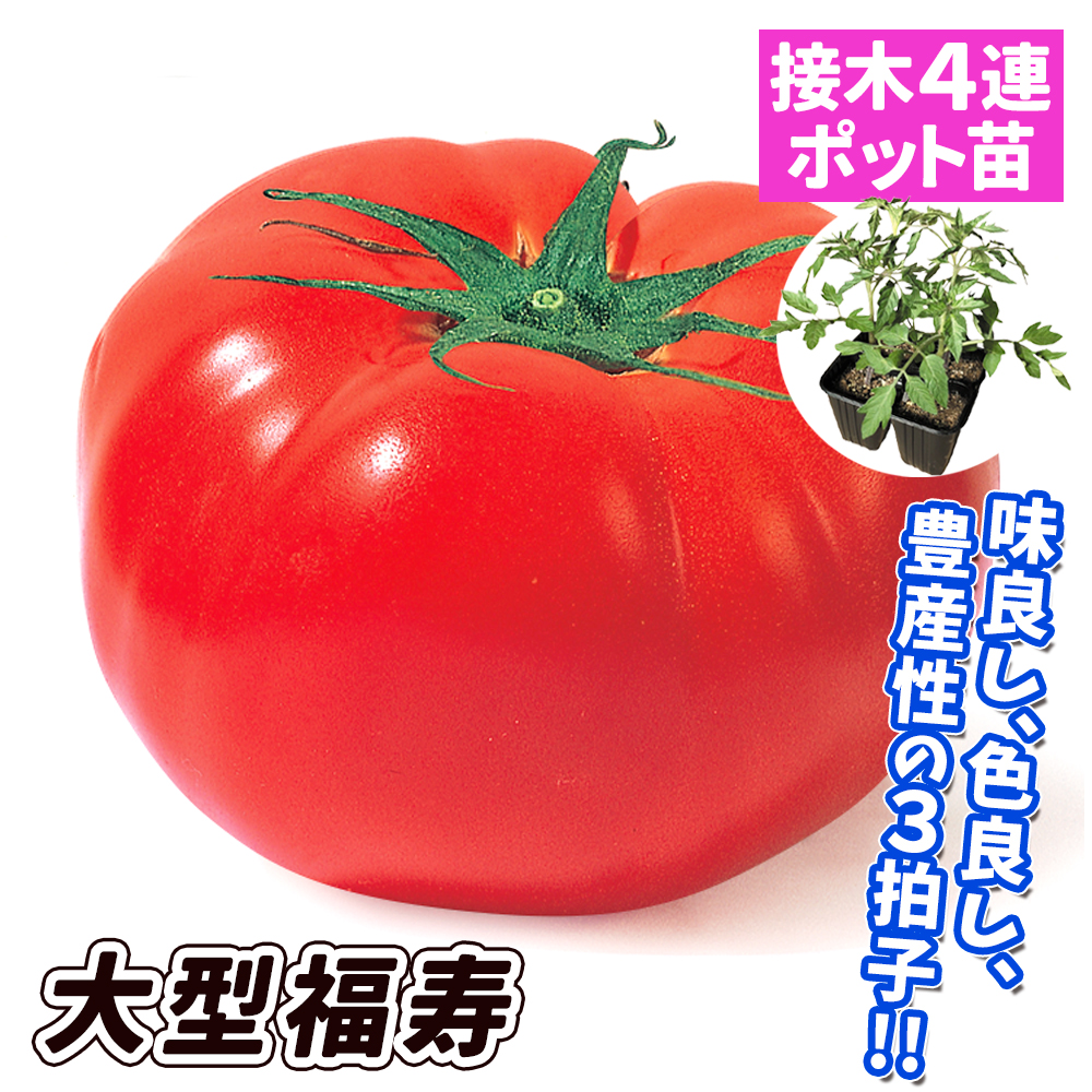 接木4連ポット野菜苗 大玉トマト 接木4連大型福寿 4株