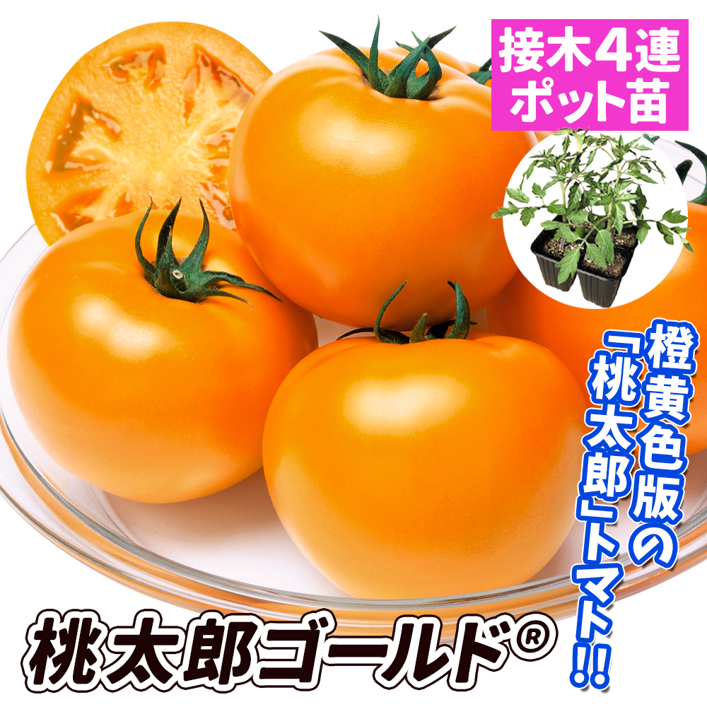 接木4連ポット野菜苗 大玉トマト 接木4連F1桃太郎ゴールドR （農林水産省種苗登録品種 登録名：YE004） 4株