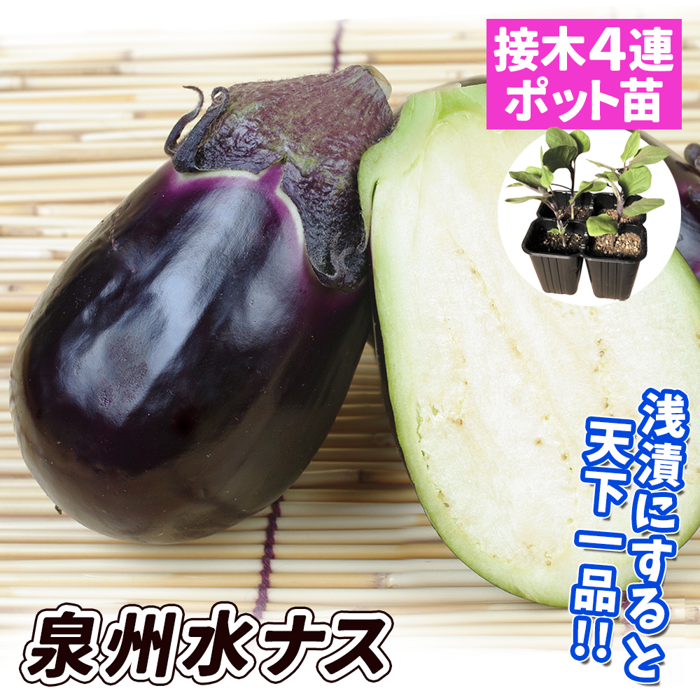 接木4連ポット野菜苗 ナス 接木4連泉州水ナス 4株