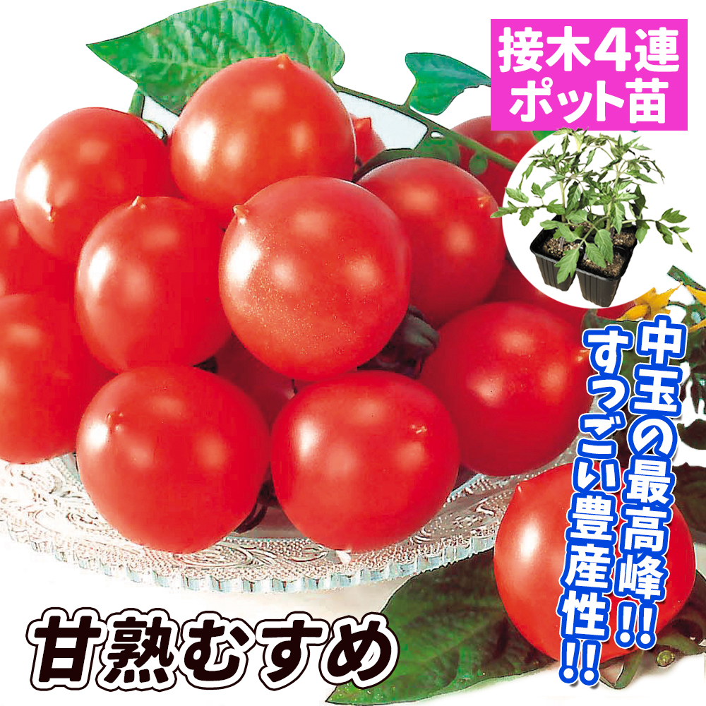 接木4連ポット野菜苗 中玉トマト 接木4連F1甘熟むすめ 4株