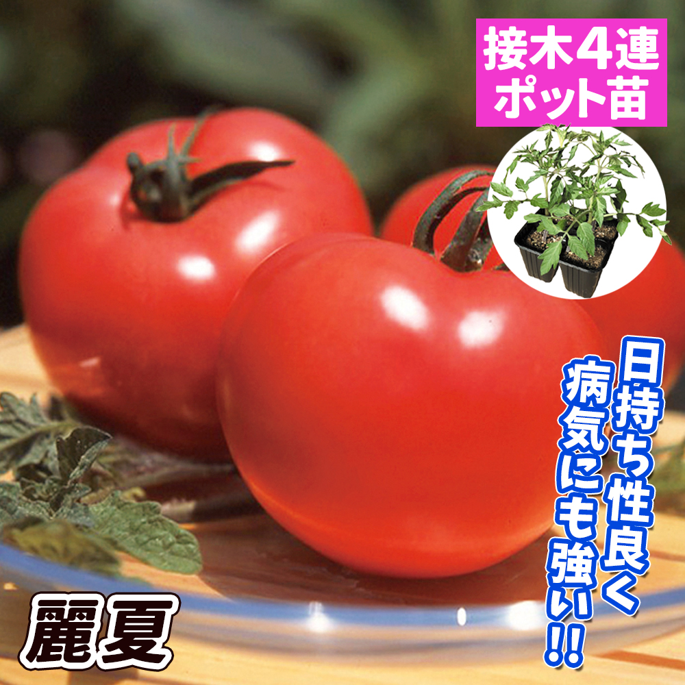 接木4連ポット野菜苗 大玉トマト 接木4連麗夏 4株