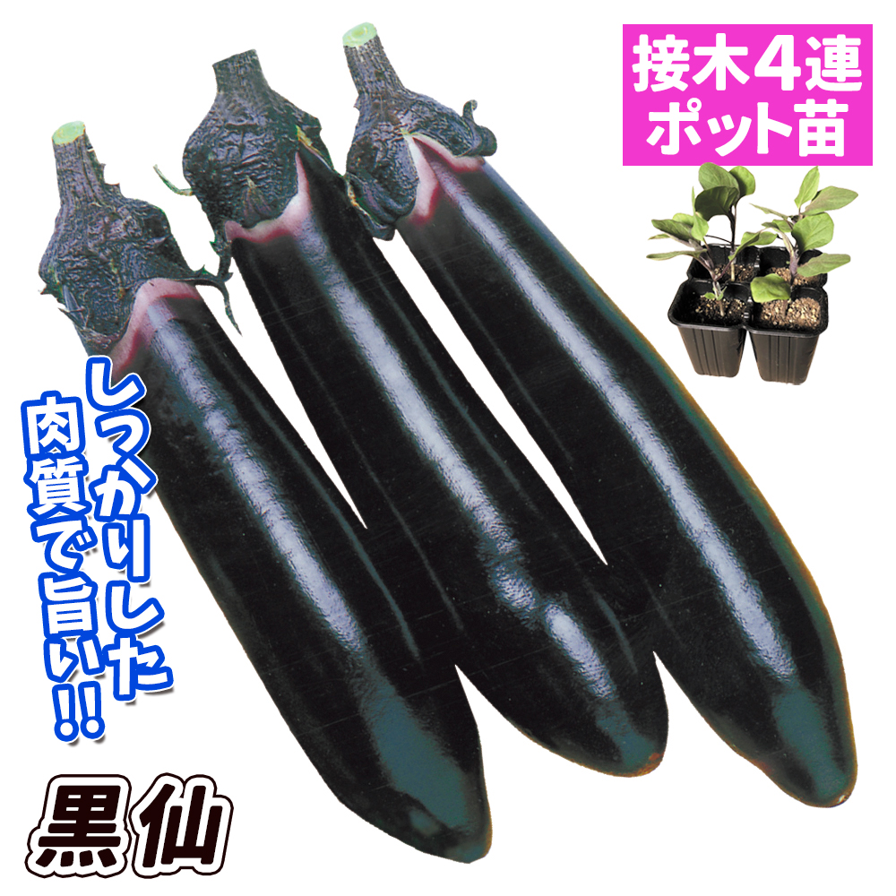 接木4連ポット野菜苗 太長ナス 接木4連F1黒仙 4株