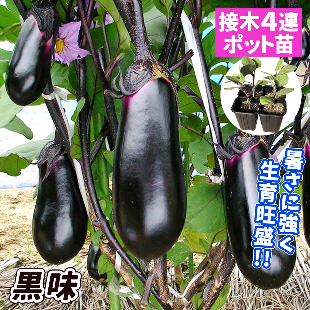 接木4連ポット野菜苗 中長ナス 接木4連F1黒味 4株