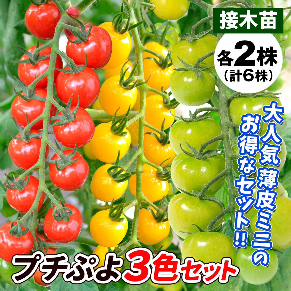 接木野菜苗 ミニトマト 接木プチぷよ3色セット 3種6株
