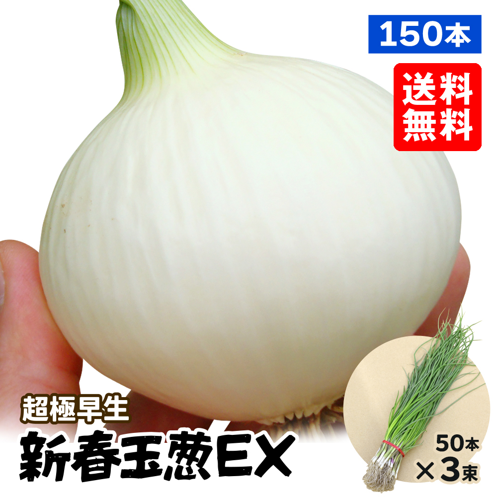 玉ねぎ苗（超極早生）新春玉葱EX 150本 送料無料