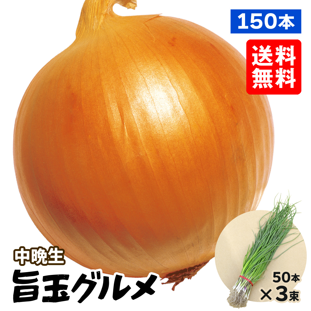 玉ねぎ苗 （中晩生） 旨玉グルメ 150本 送料無料