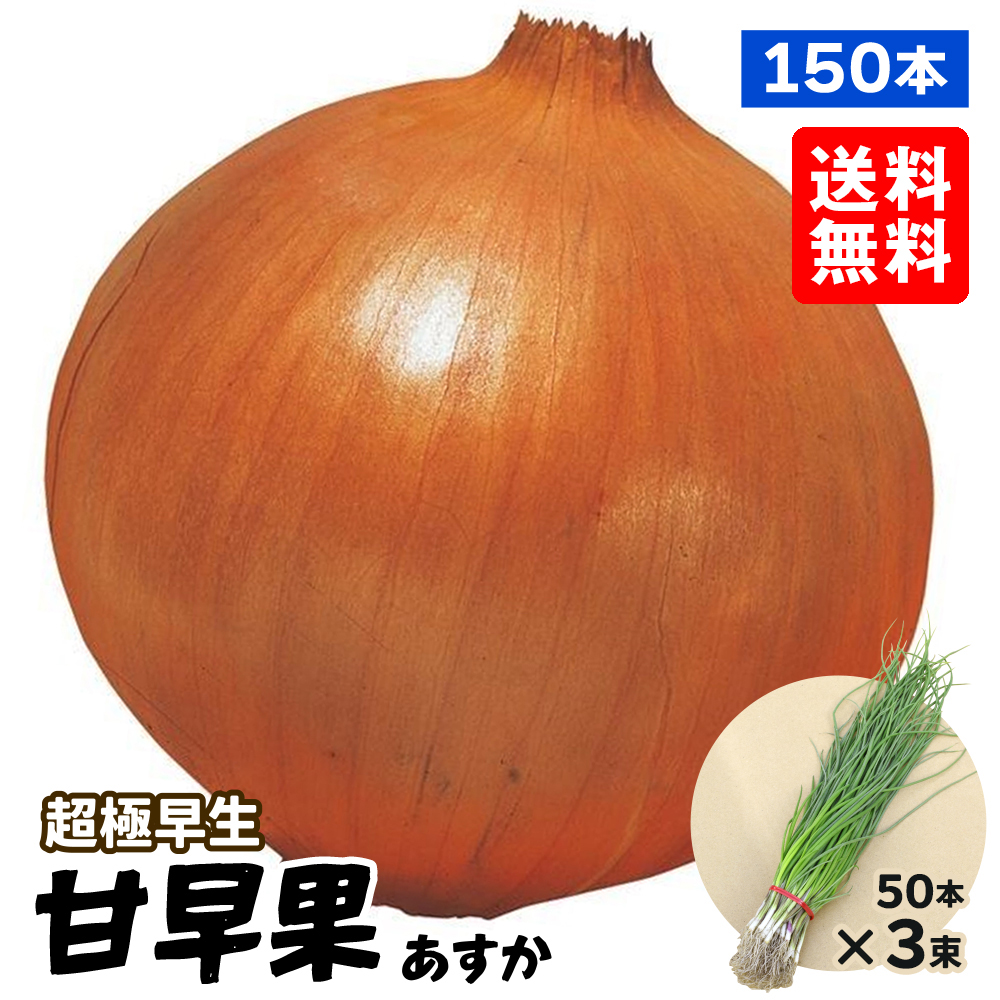 玉ねぎ苗（超極早生）甘早果 あすか 150本 送料無料