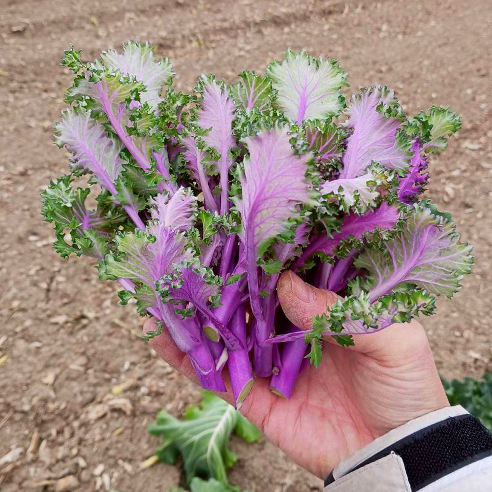 種 野菜たね 花野菜  F1紫小町 1袋（30粒）