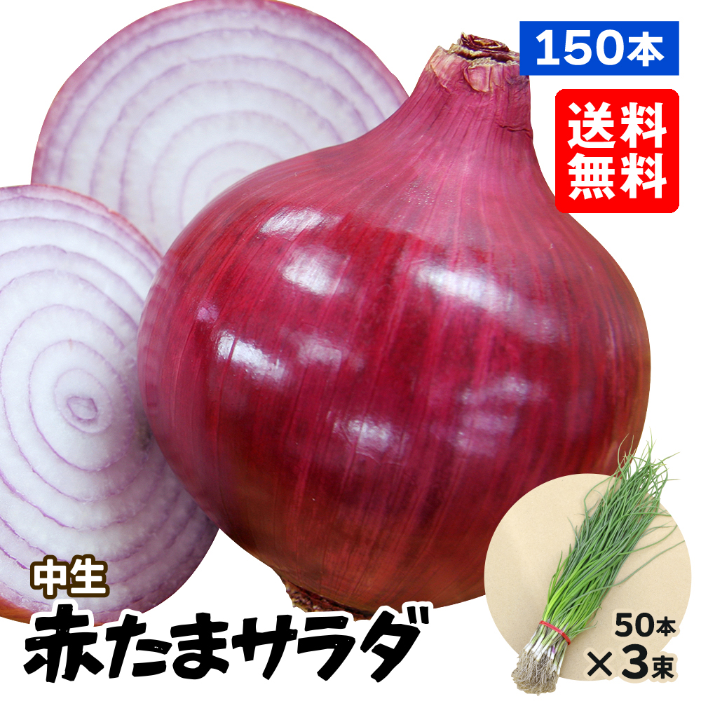 玉ねぎ苗（中生）赤たまサラダ 150本 送料無料