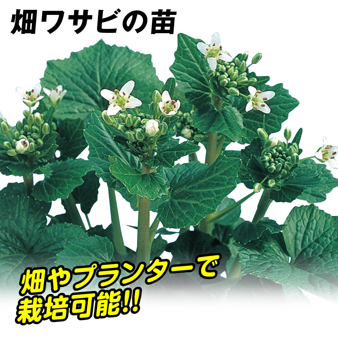 有用植物苗 畑わさび 1株