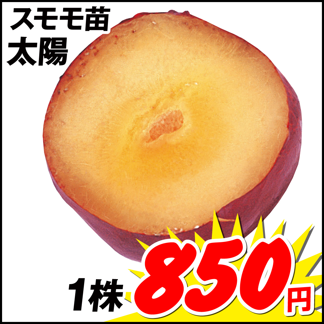 太陽