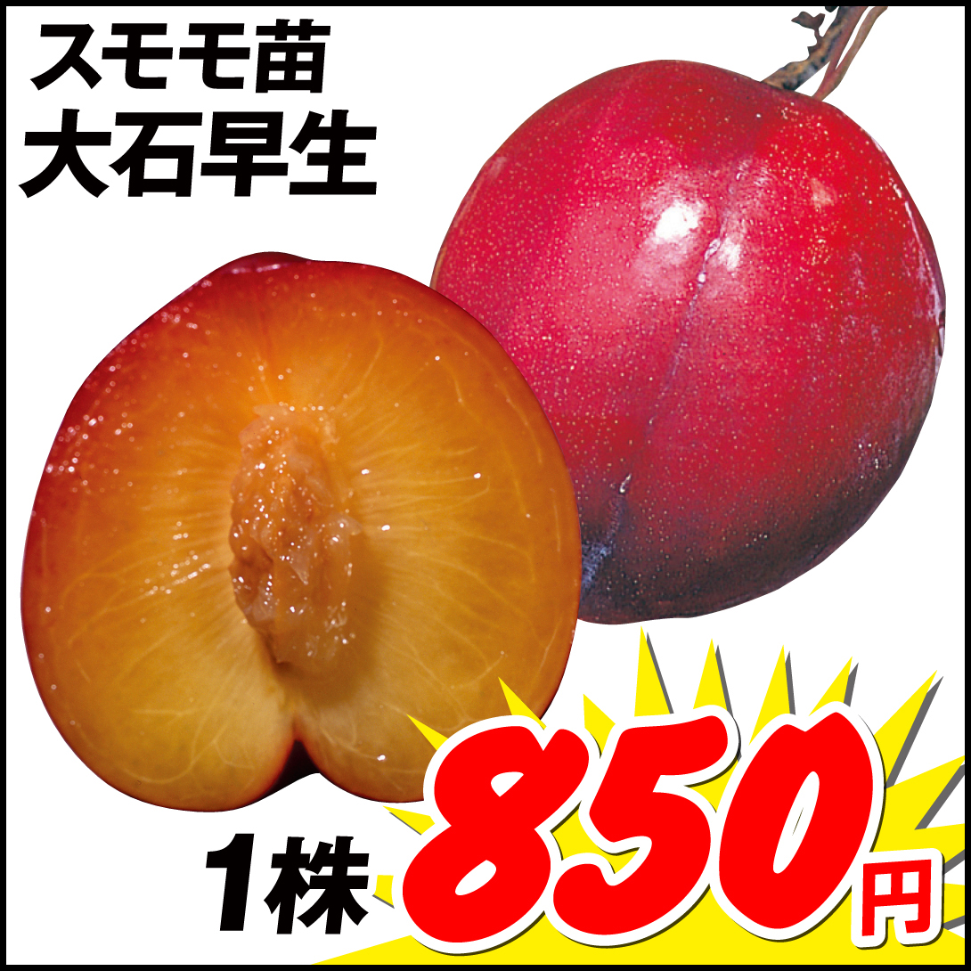 大石早生