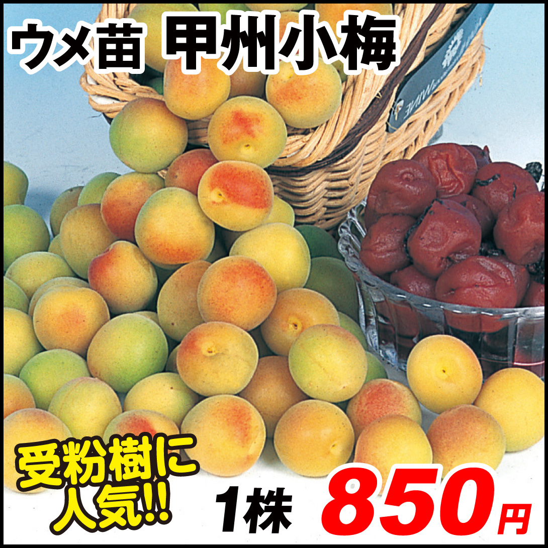 甲州小梅 激安ウメ