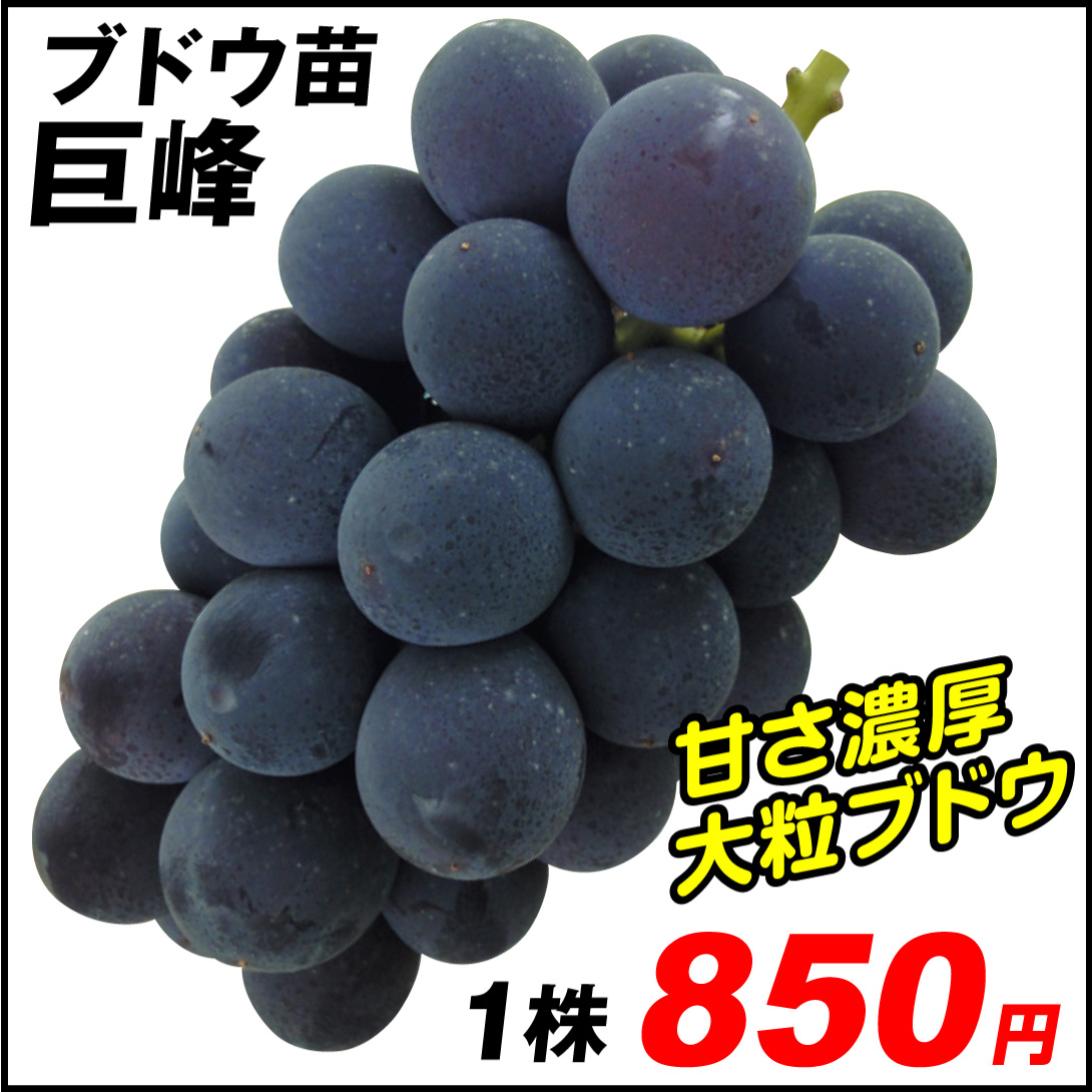 巨峰 激安ブドウ