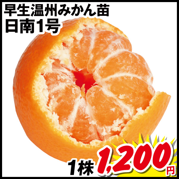 日南1号